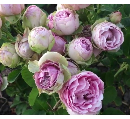 Роза Лавендер Лейс (Lavender Lace)